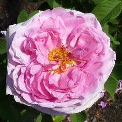 Roseira 'Comte de Chambord'